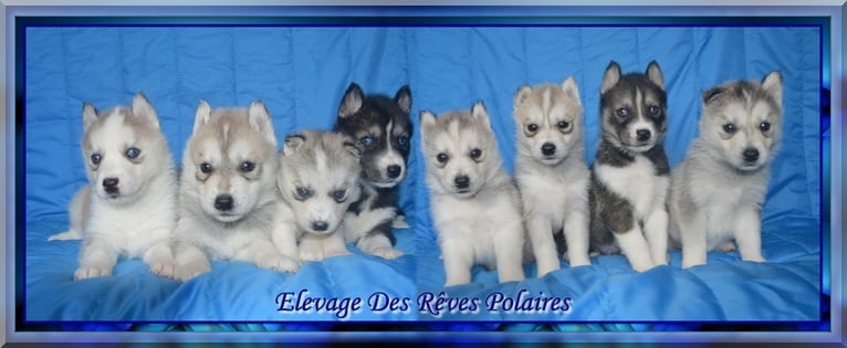 des rèves polaires - Siberian Husky - Portée née le 28/10/2013