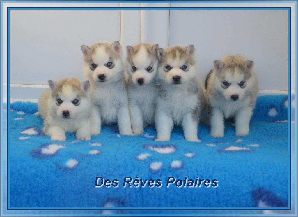 des rèves polaires - Siberian Husky - Portée née le 21/10/2021