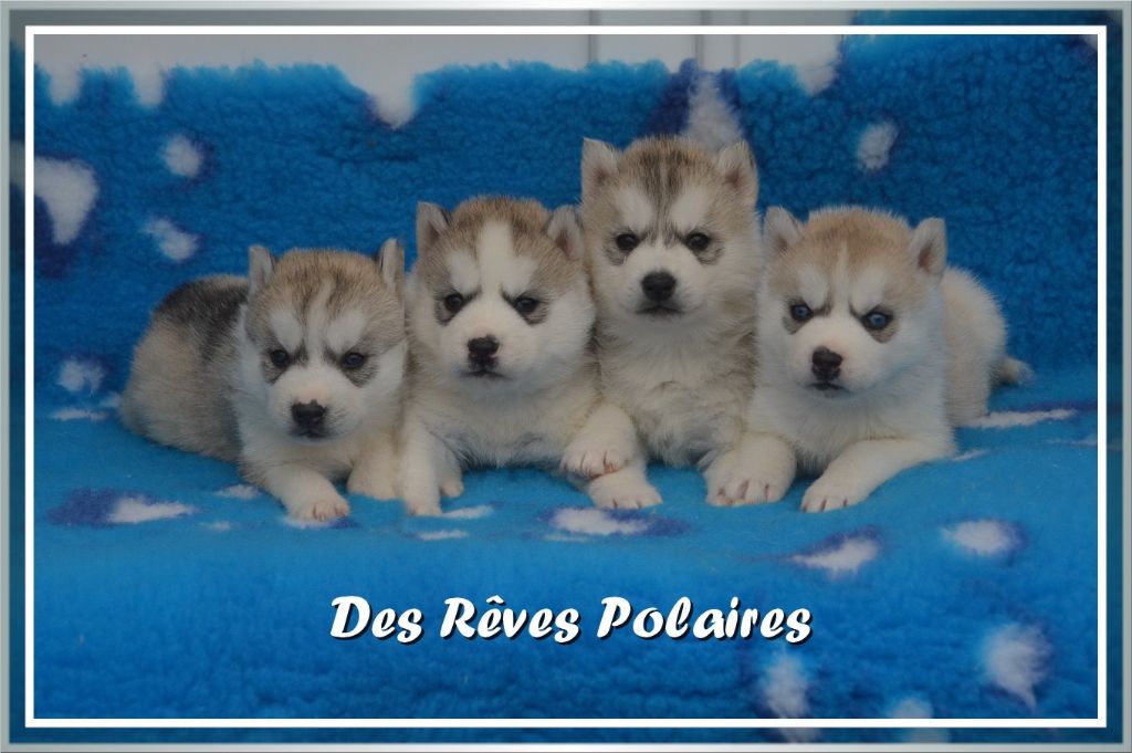 des rèves polaires - Siberian Husky - Portée née le 16/02/2022