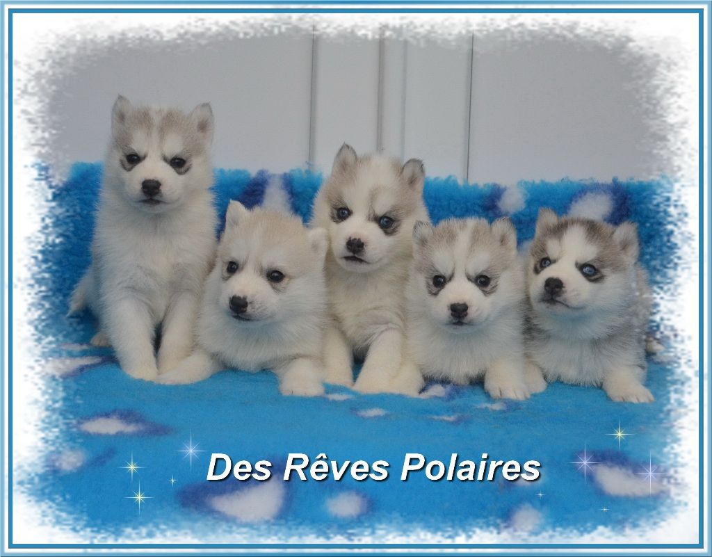 des rèves polaires - Siberian Husky - Portée née le 04/12/2021