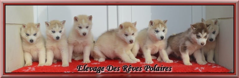 des rèves polaires - Siberian Husky - Portée née le 11/10/2013