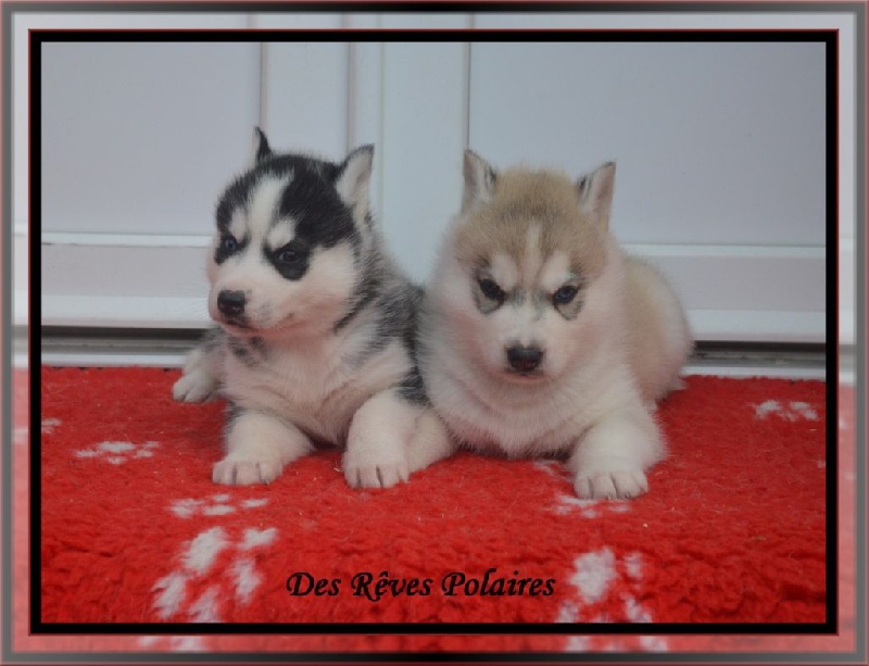 des rèves polaires - Siberian Husky - Portée née le 20/09/2014