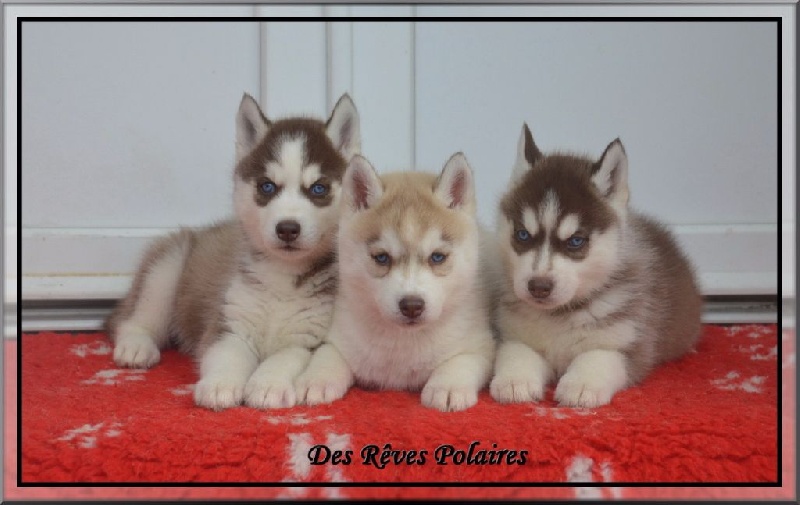 des rèves polaires - Siberian Husky - Portée née le 22/08/2015