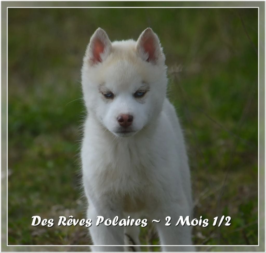 des rèves polaires - Chiots disponibles - Siberian Husky