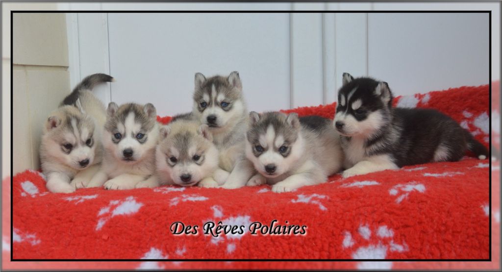 des rèves polaires - Siberian Husky - Portée née le 04/01/2018