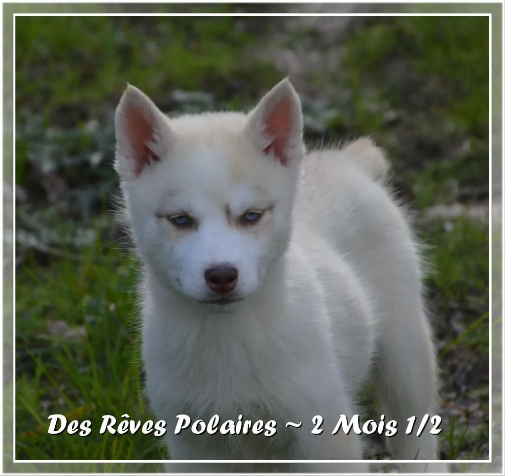 des rèves polaires - Chiots disponibles - Siberian Husky