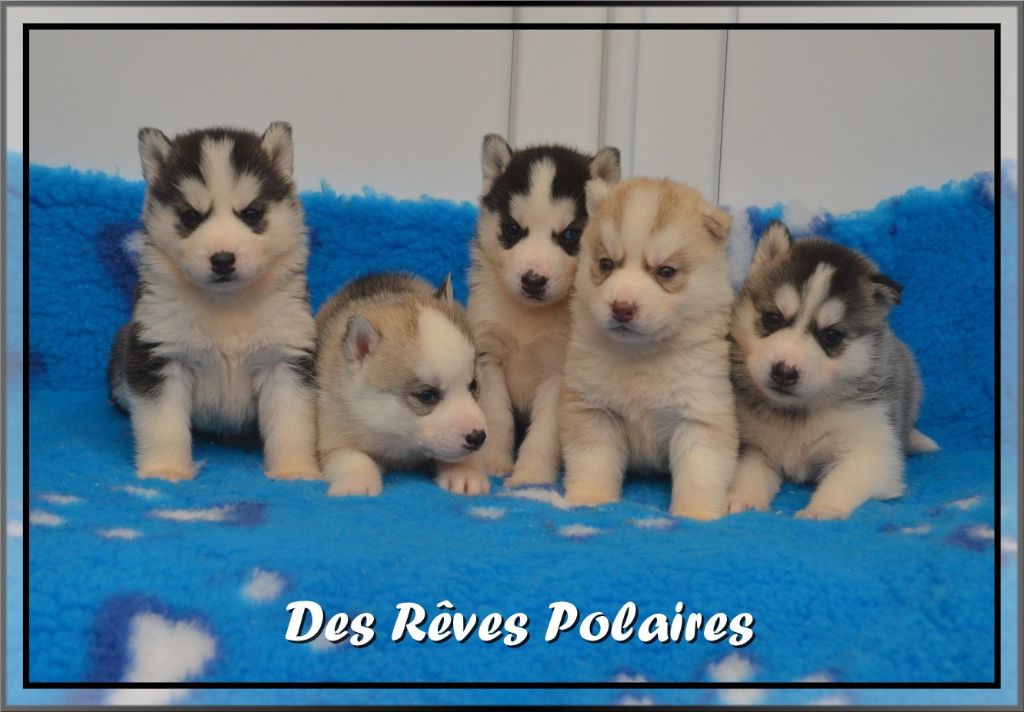 des rèves polaires - Siberian Husky - Portée née le 14/02/2022