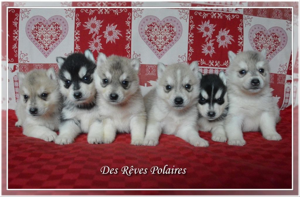 des rèves polaires - Siberian Husky - Portée née le 27/11/2019