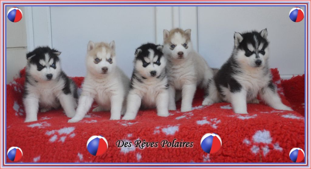 des rèves polaires - Siberian Husky - Portée née le 29/05/2018