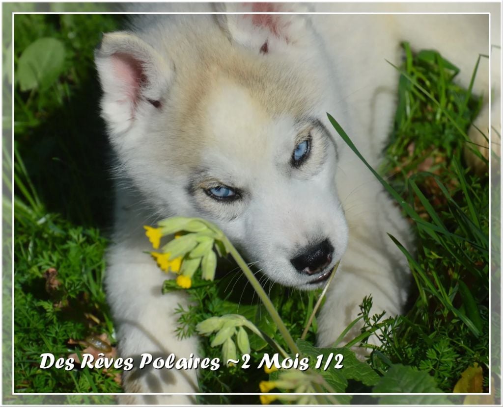 des rèves polaires - Chiots disponibles - Siberian Husky