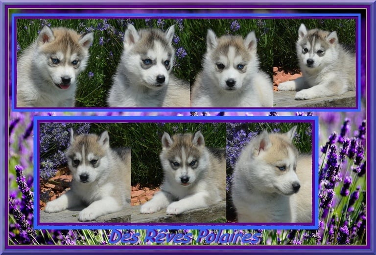 Chiot Siberian Husky des rèves polaires