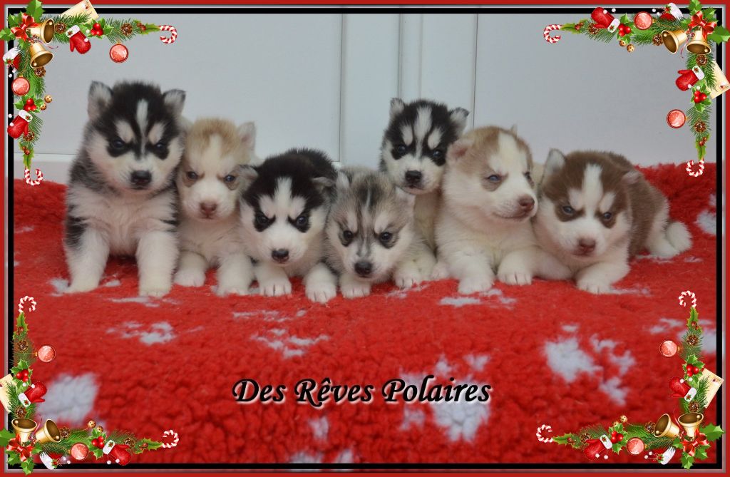 des rèves polaires - Siberian Husky - Portée née le 02/11/2020