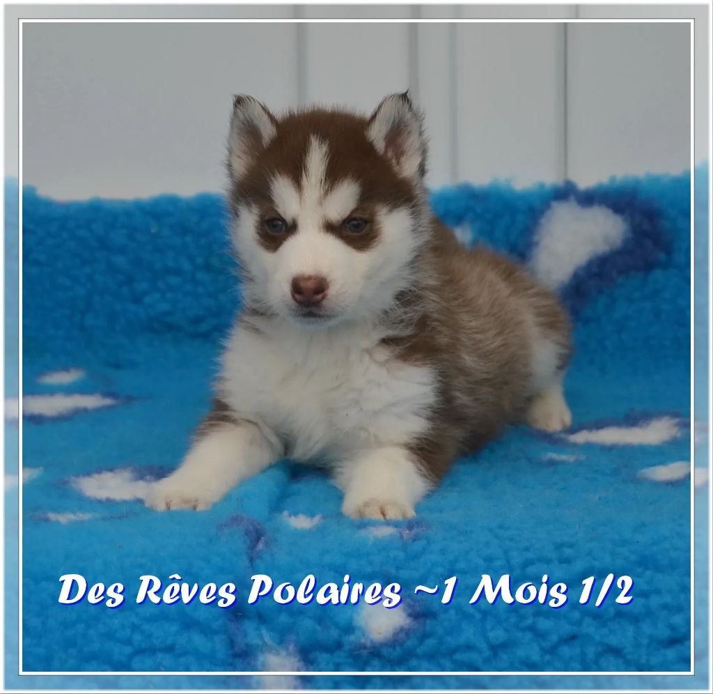 des rèves polaires - Chiots disponibles - Siberian Husky