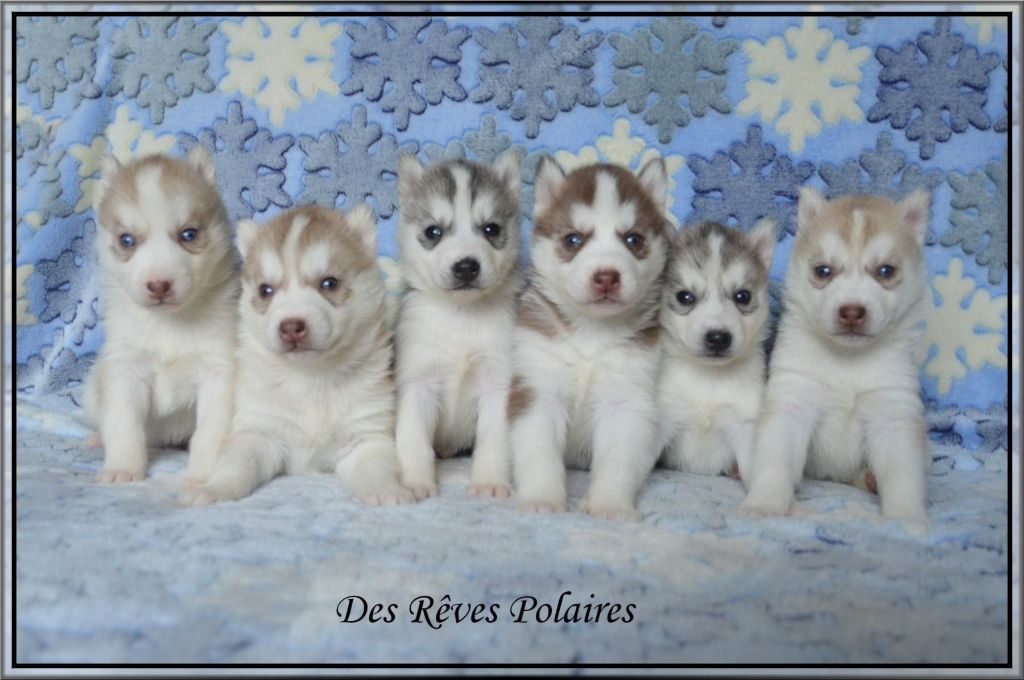 des rèves polaires - Siberian Husky - Portée née le 13/11/2019