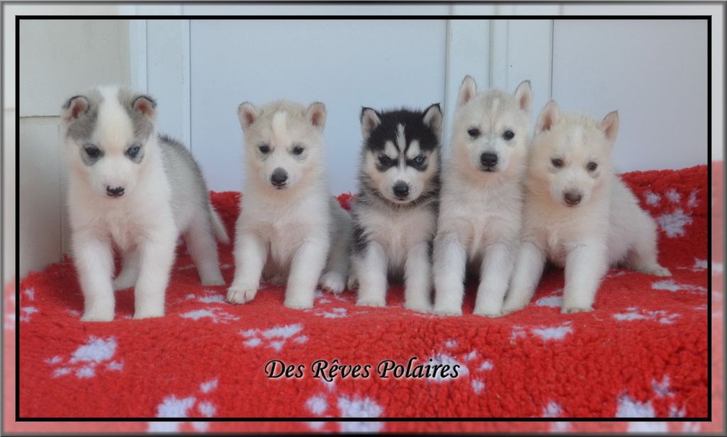 Chiot Siberian Husky des rèves polaires