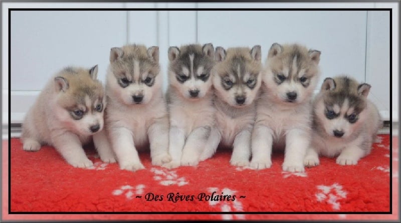 des rèves polaires - Siberian Husky - Portée née le 20/10/2015