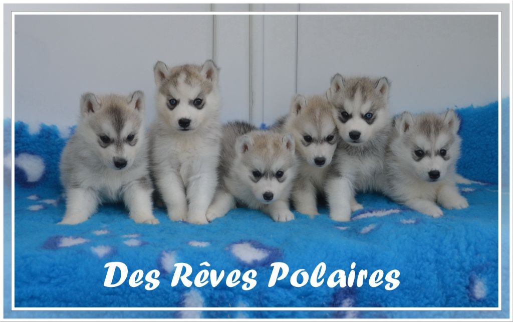 des rèves polaires - Siberian Husky - Portée née le 20/05/2022