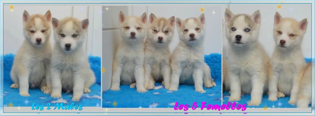 Chiot Siberian Husky des rèves polaires