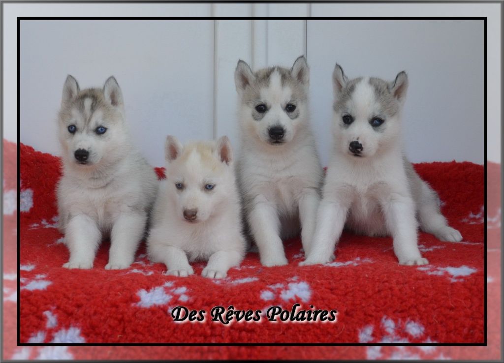 des rèves polaires - Siberian Husky - Portée née le 06/06/2019