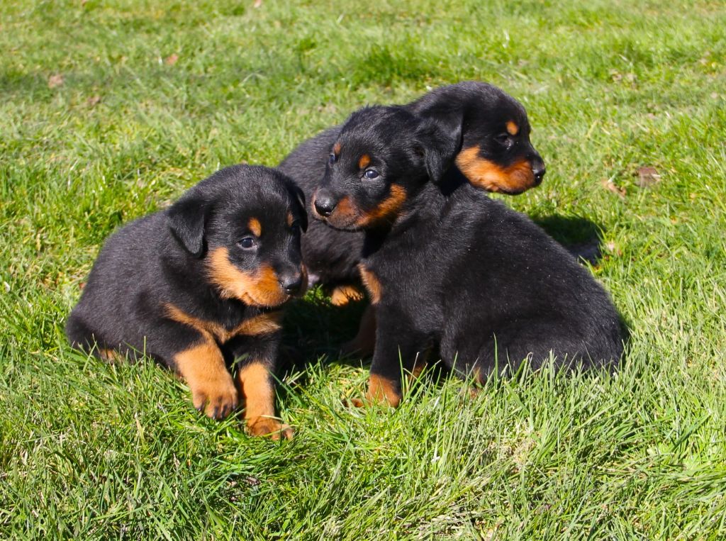 Des Bruyères De Saint Cyr - Chiots disponibles - Berger de Beauce