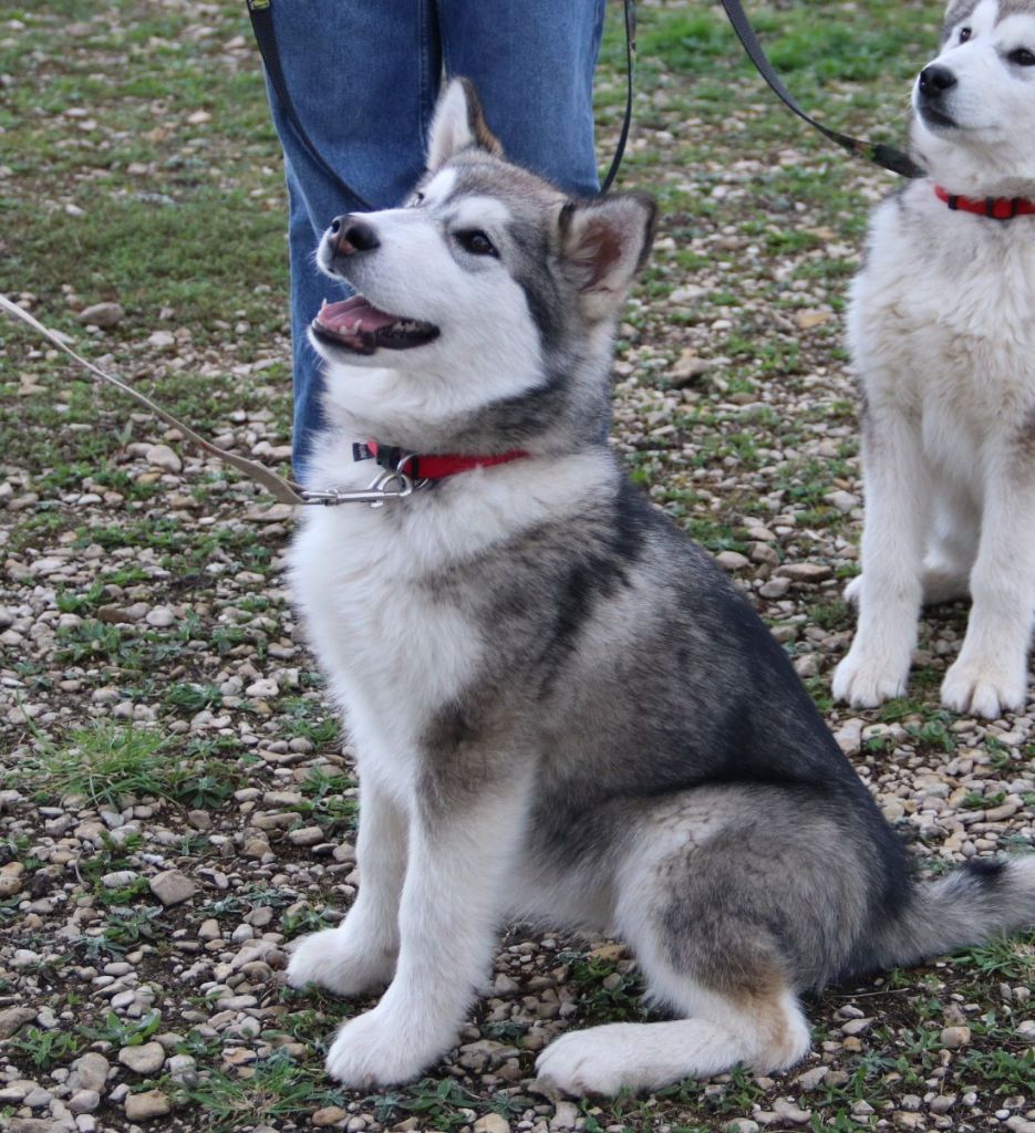 Un chiot femelle est encore disponible !