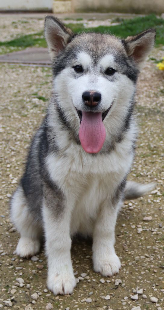 Chiot Alaskan Malamute Bright Northern star's