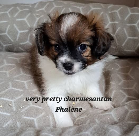 des charmes d'antan - Chiots disponibles - Epagneul nain Continental (Phalène)