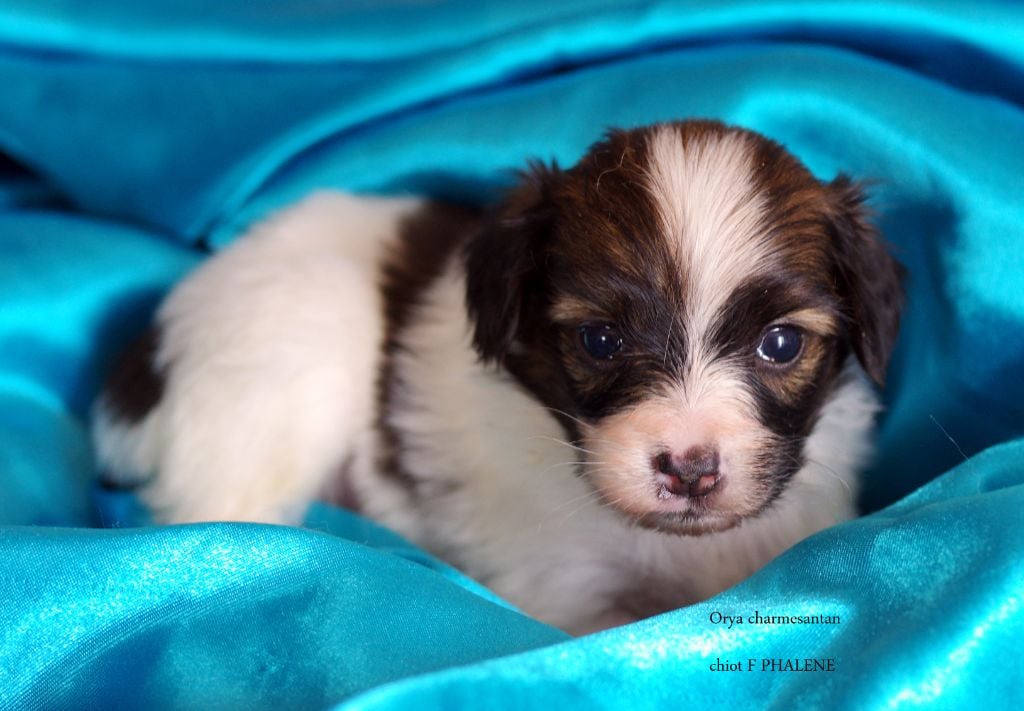 des charmes d'antan - Chiots disponibles - Epagneul nain Continental (Phalène)