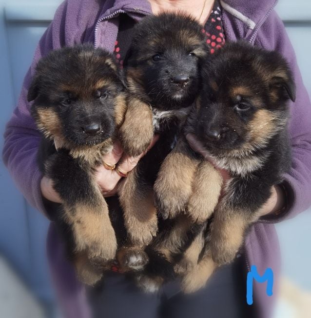 Du val de la houée - Chiots disponibles - Berger Allemand