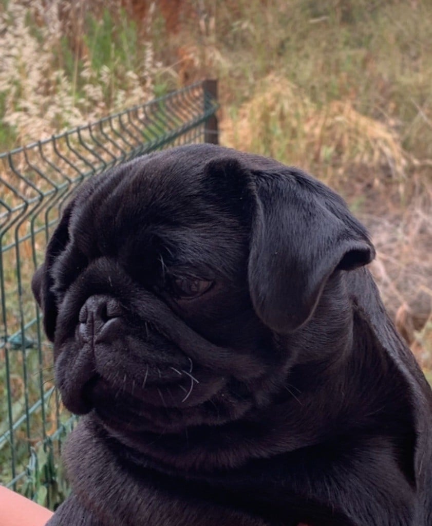 des guerriers Cathares - Willow Très prometteur - Classe Puppy - CACS Trets