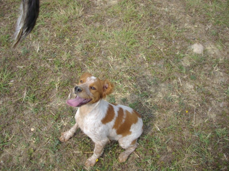 Chiot Epagneul Breton du pilier des masques