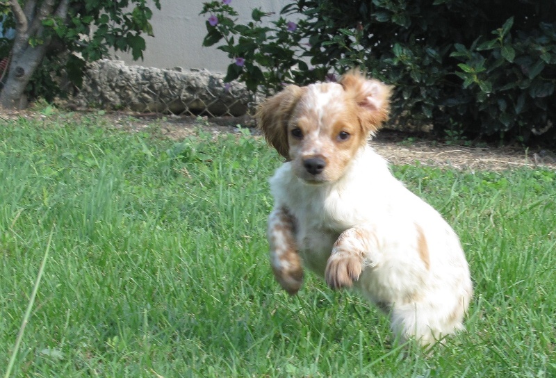 Chiot Epagneul Breton du pilier des masques