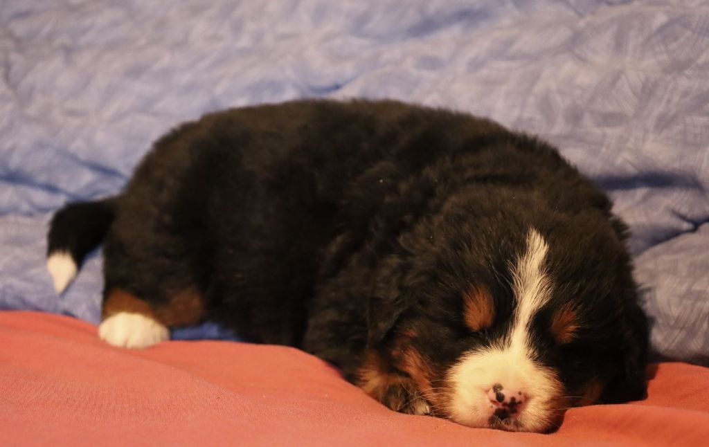 De la colline de rilhat - Chiots disponibles - Bouvier Bernois