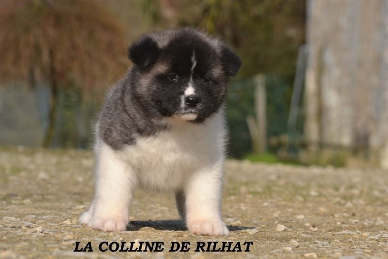 De la colline de rilhat - Chiots disponibles - Akita americain