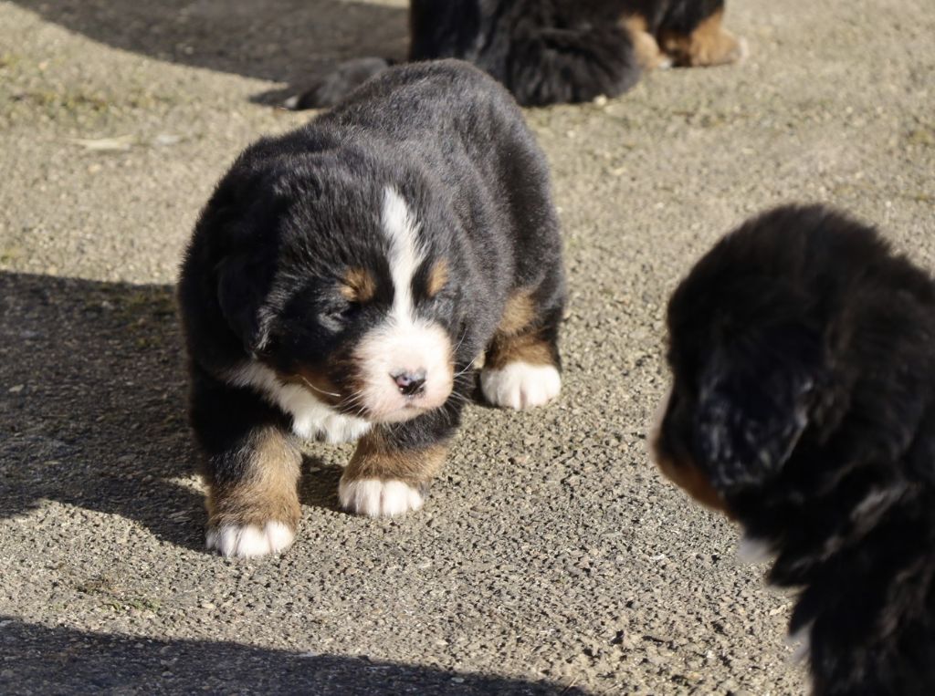 De la colline de rilhat - Chiots disponibles - Bouvier Bernois