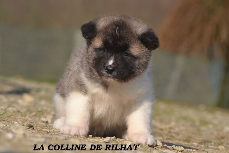 De la colline de rilhat - Chiots disponibles - Akita americain