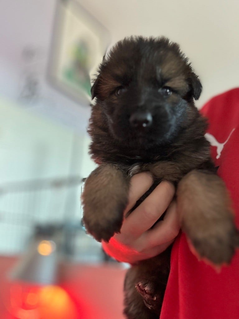 Du domaine du parc - Chiots disponibles - Berger Allemand