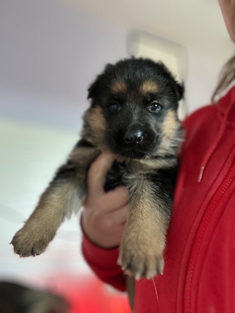 Du domaine du parc - Chiots disponibles - Berger Allemand