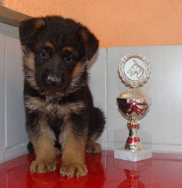 Chiot Berger Allemand des vergers de la combe