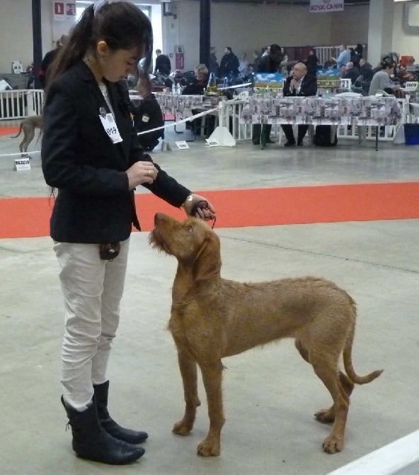 de l'écho d'Elodie - Meilleure jeune au Paris dog show