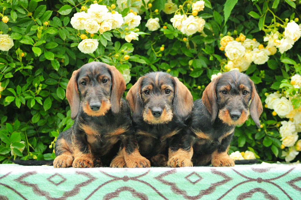 de l'écho d'Elodie - Nouvelles photos des chiots !