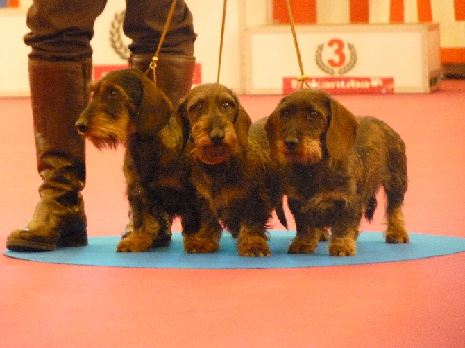 de l'écho d'Elodie - Lot d'élevage au salon de l'agriculture