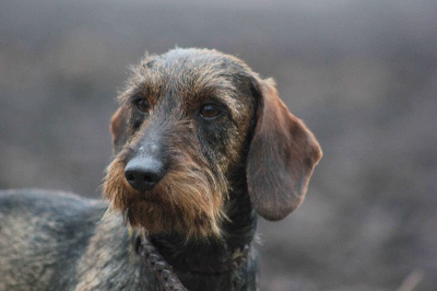 de l'écho d'Elodie - Gamine championne de conformité au standard