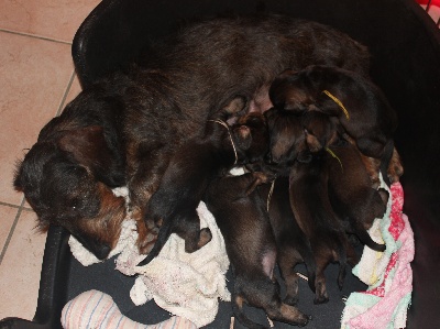 de l'écho d'Elodie - Les chiots sont là!!