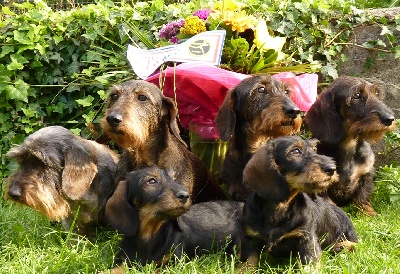 de l'écho d'Elodie - La famille des bébés....