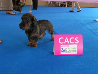 de l'écho d'Elodie - Gamine CACS CACIB au championnat de France!!!