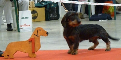 de l'écho d'Elodie - Paris dog show