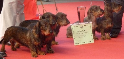 de l'écho d'Elodie - Ulmine: 1ère femelle standard poil dur ELITE A!!!!!!!!!!!!!!!!!