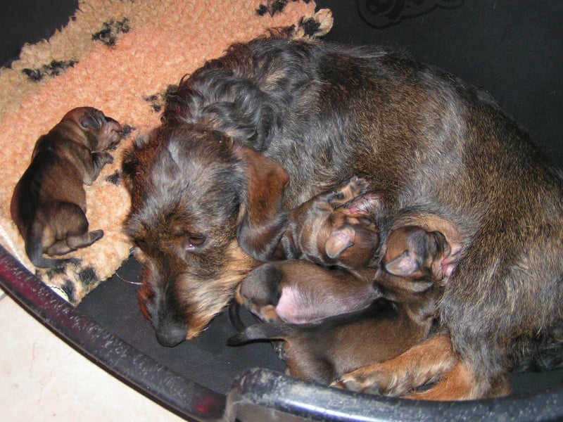 Chiot Teckel poil dur de l'écho d'Elodie