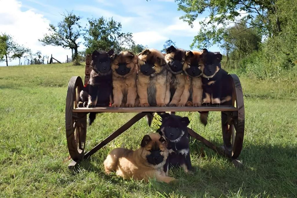 Du Royaume Des Terres Gelées - Réservations chiots